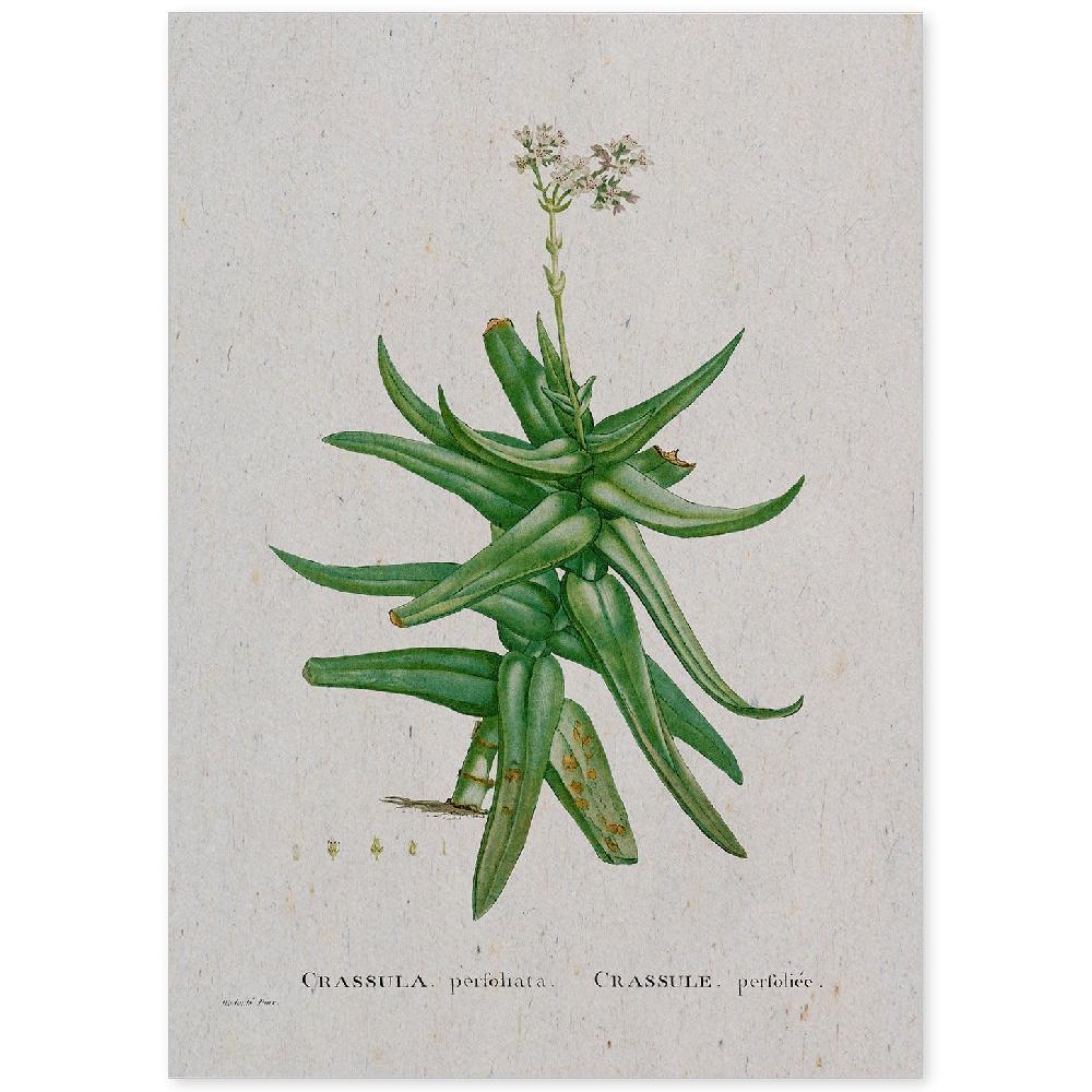 nacnic Lámina Naturaleza Acuarela de Pierre-Joseph Redouté