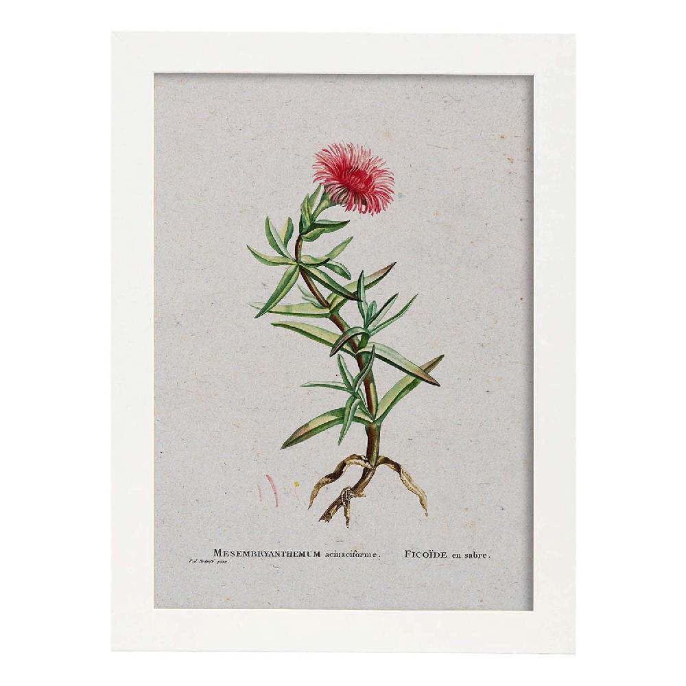 Nacnic Lámina Naturaleza Acuarela De Pierre-Joseph Redouté