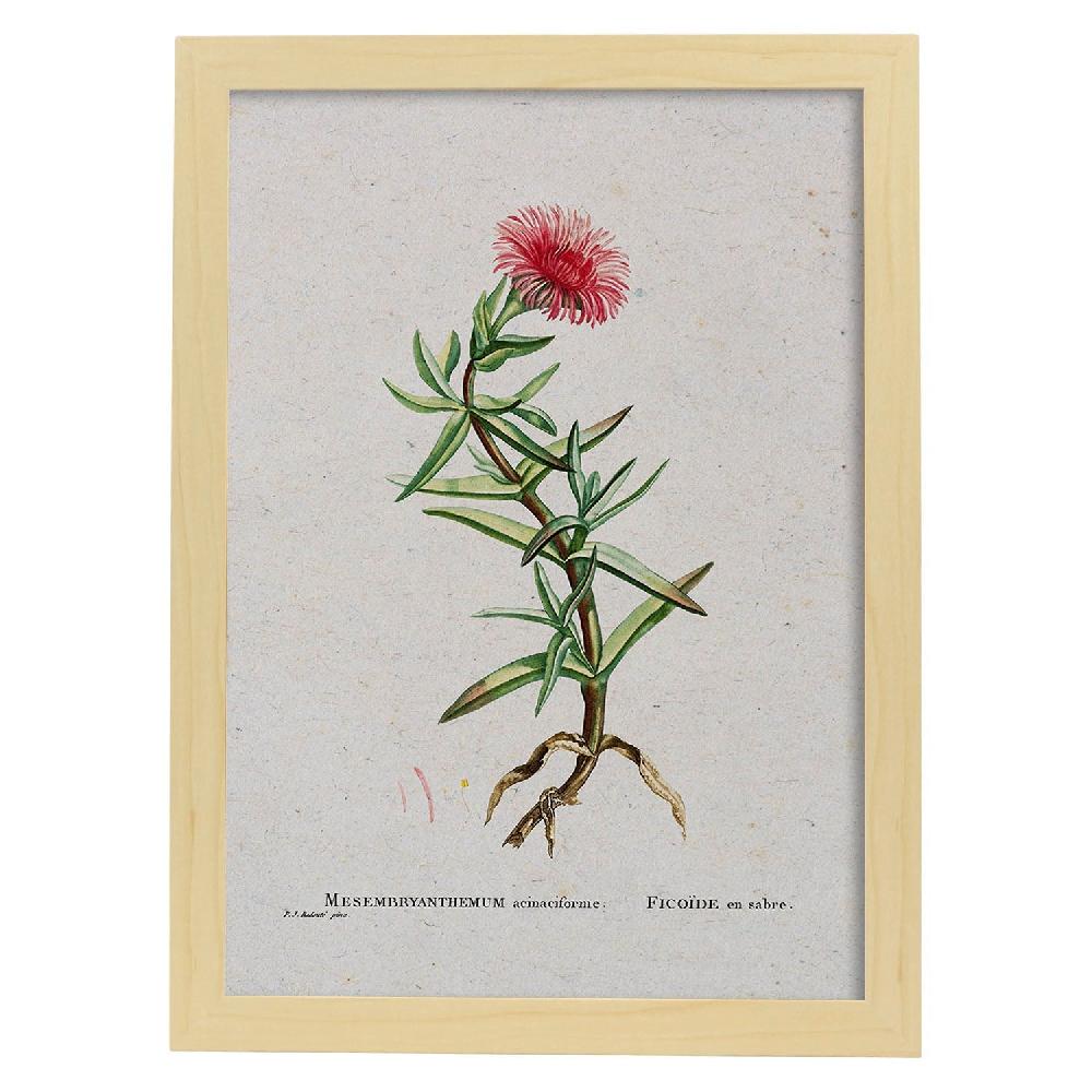 Nacnic Lámina Naturaleza Acuarela De Pierre-Joseph Redouté