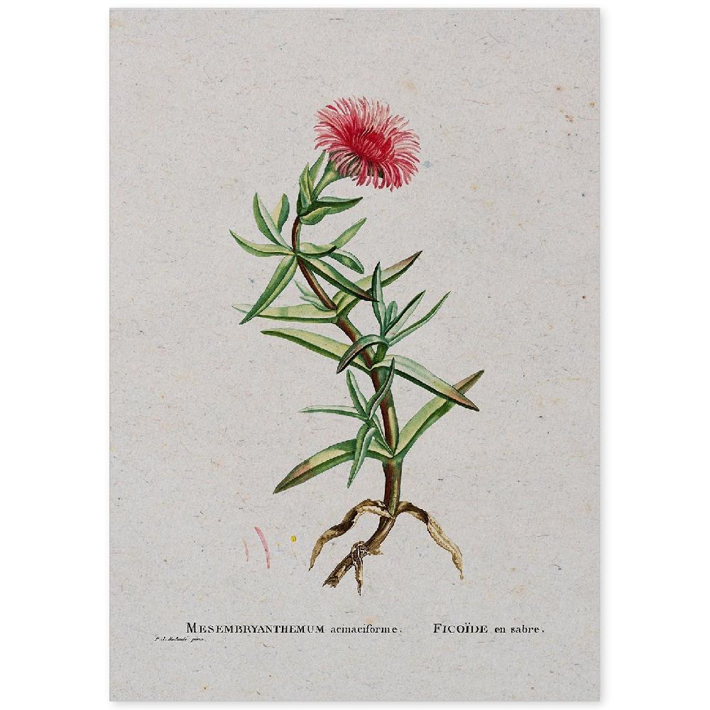 nacnic Lámina Naturaleza Acuarela de Pierre-Joseph Redouté