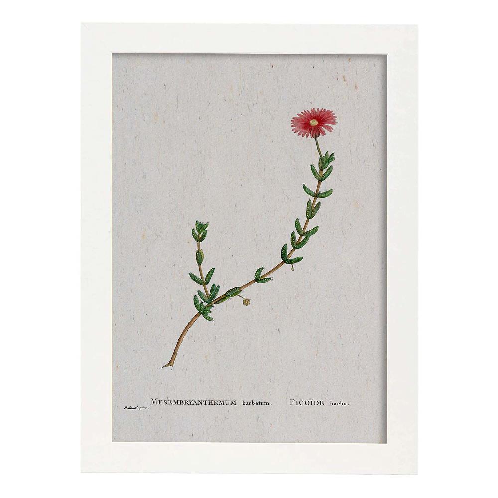 Nacnic Lámina Naturaleza Acuarela De Pierre-Joseph Redouté