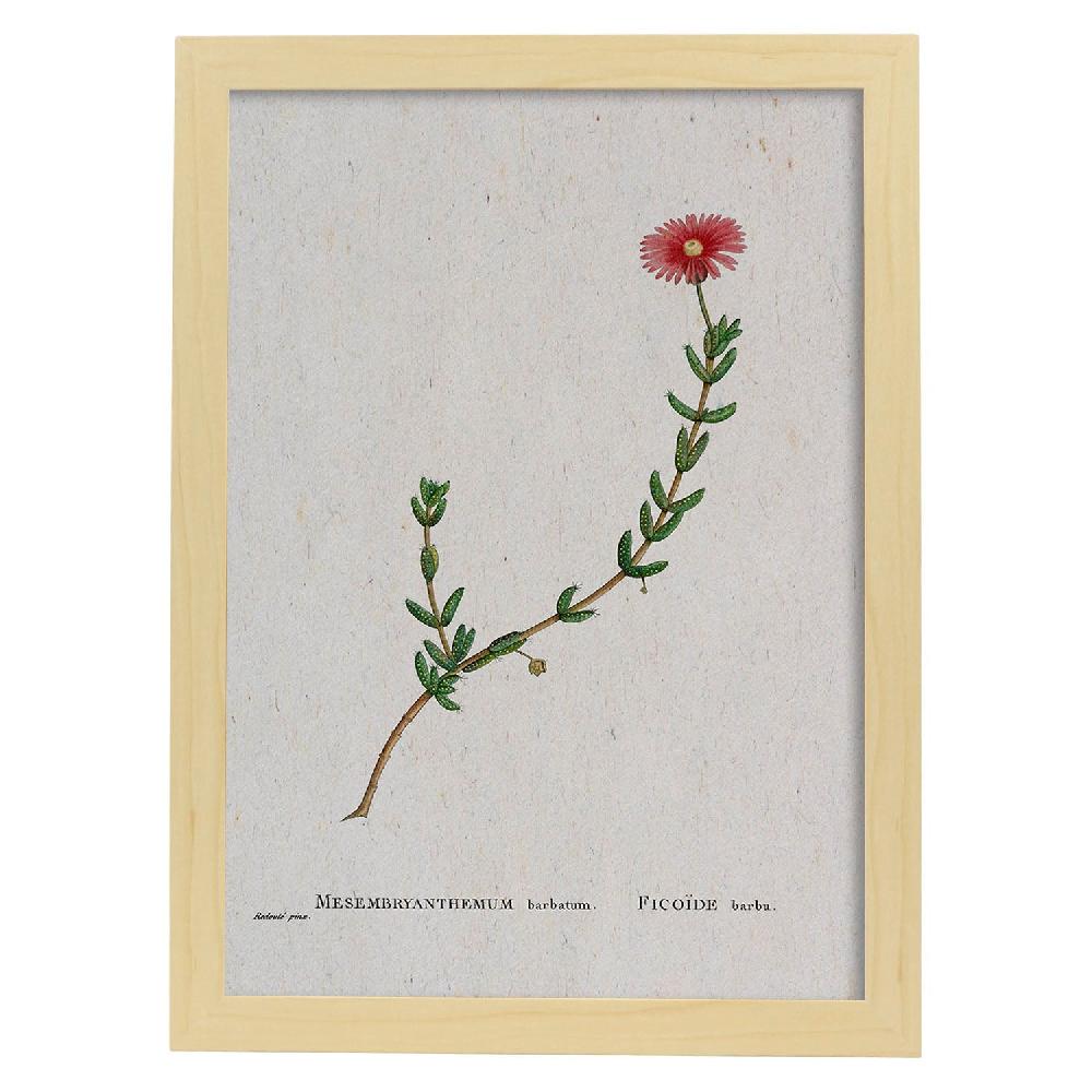 Nacnic Lámina Naturaleza Acuarela De Pierre-Joseph Redouté
