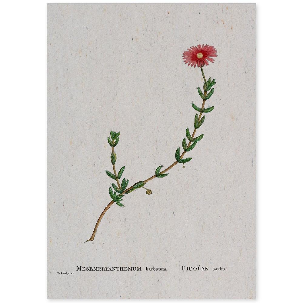 nacnic Lámina Naturaleza Acuarela de Pierre-Joseph Redouté