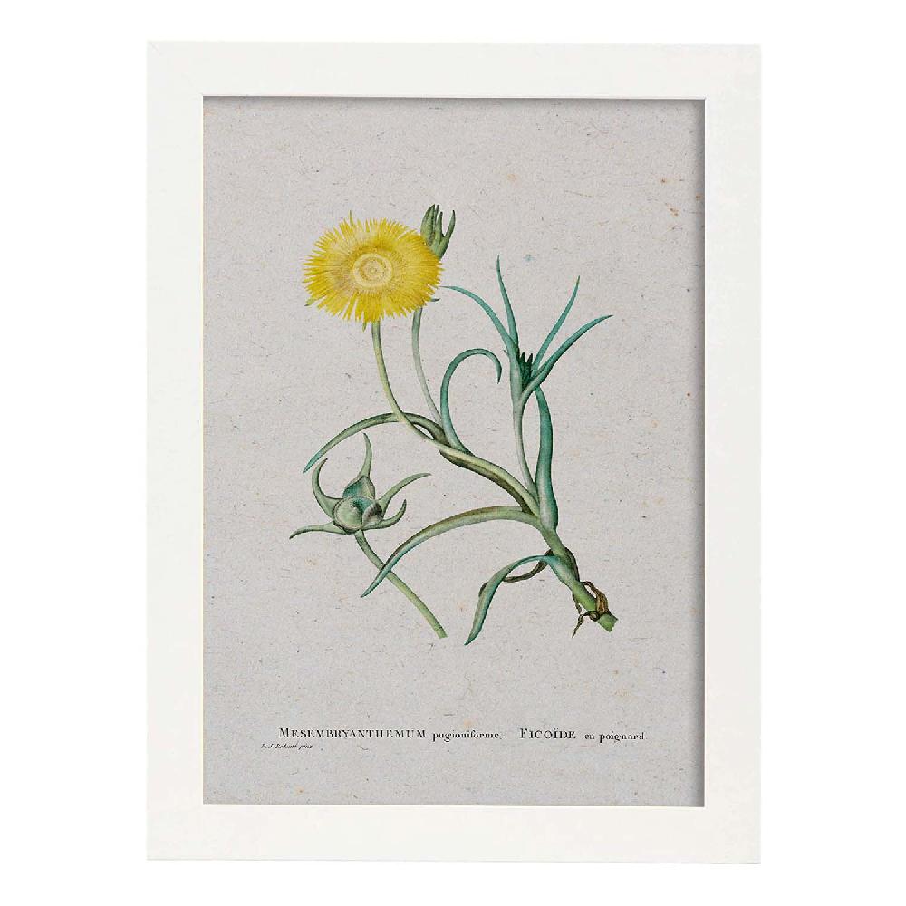 Nacnic Lámina Naturaleza Acuarela De Pierre-Joseph Redouté