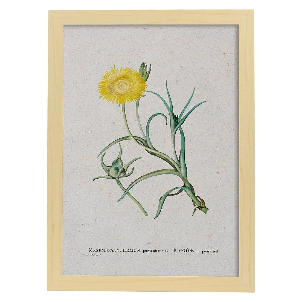Nacnic Lámina Naturaleza Acuarela De Pierre-Joseph Redouté