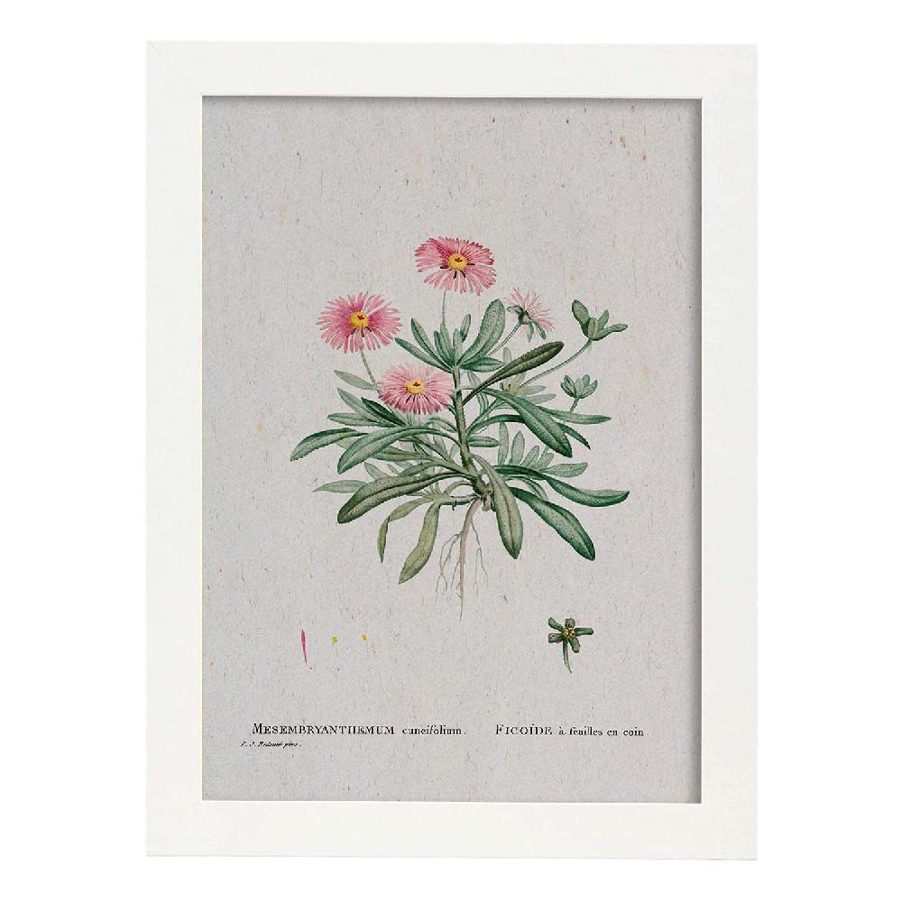 Nacnic Lámina Naturaleza Acuarela De Pierre-Joseph Redouté