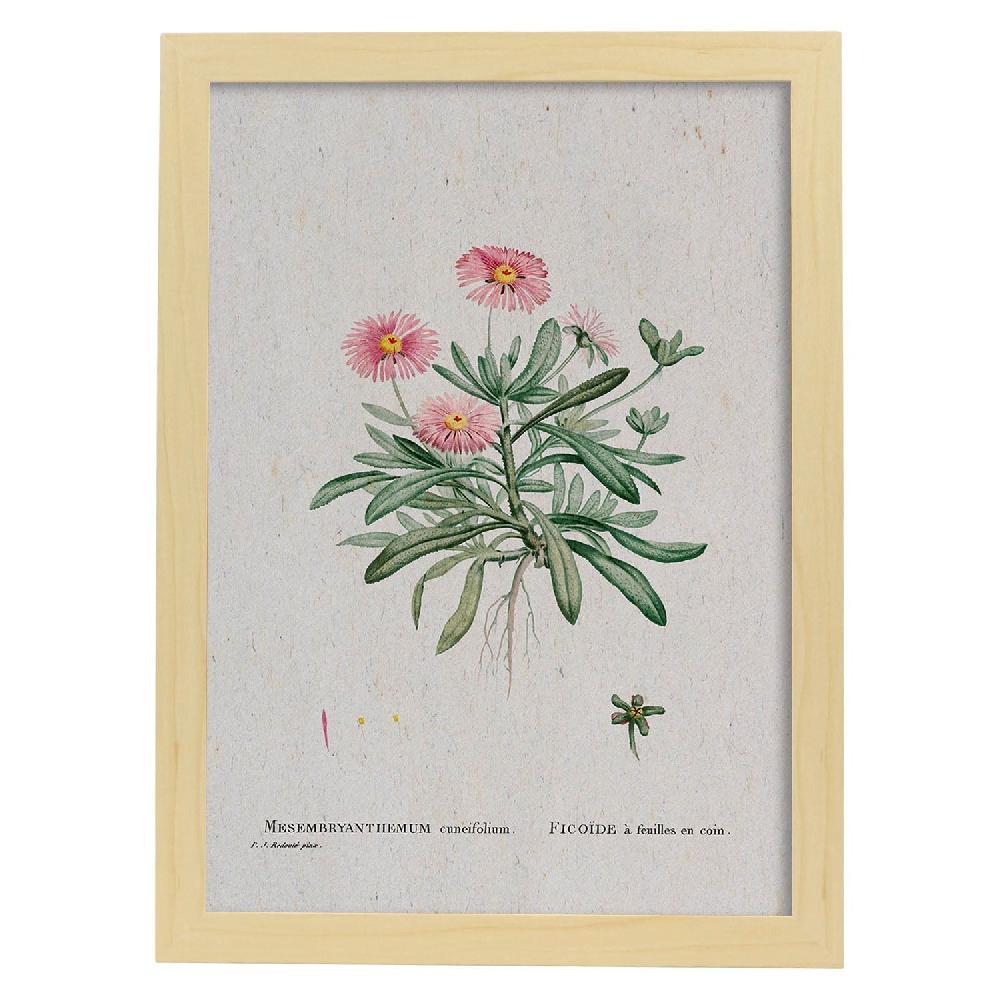 Nacnic Lámina Naturaleza Acuarela De Pierre-Joseph Redouté