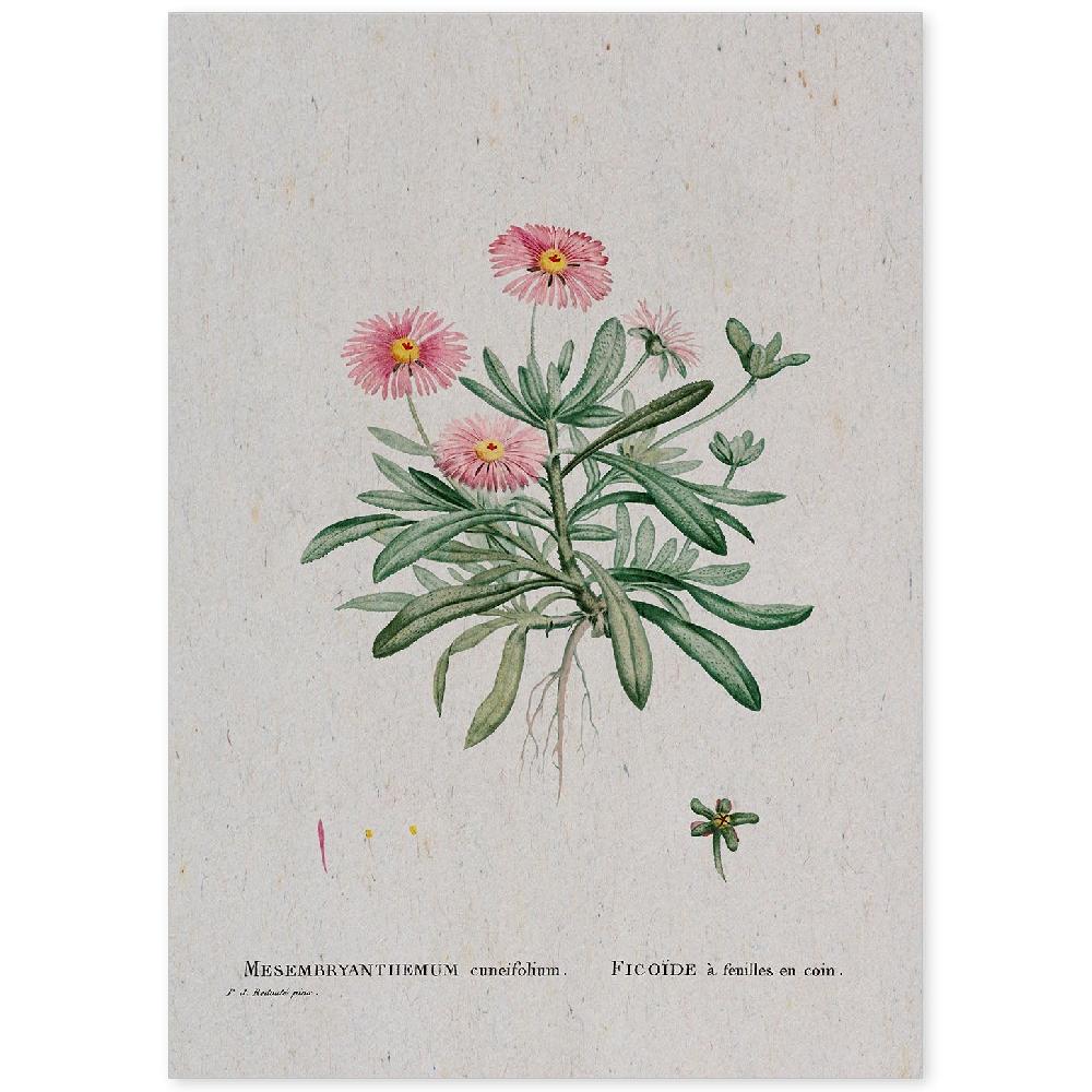 nacnic Lámina Naturaleza Acuarela de Pierre-Joseph Redouté