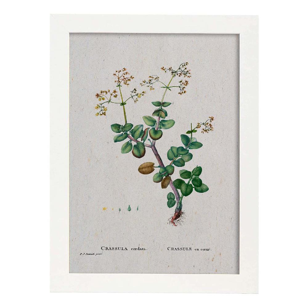 Nacnic Lámina Naturaleza Acuarela De Pierre-Joseph Redouté