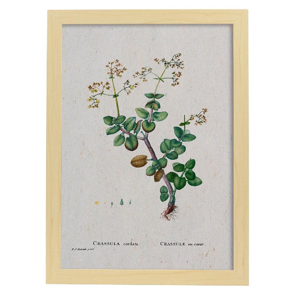 Nacnic Lámina Naturaleza Acuarela De Pierre-Joseph Redouté