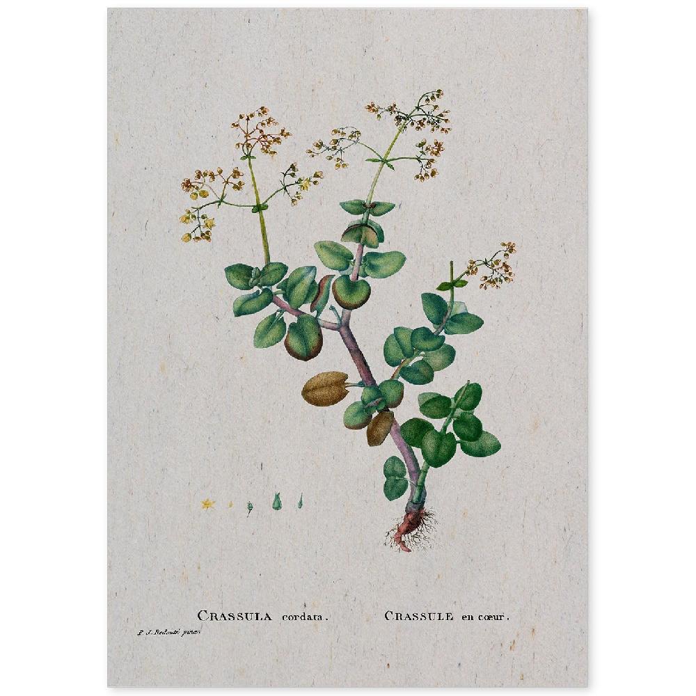 nacnic Lámina Naturaleza Acuarela de Pierre-Joseph Redouté