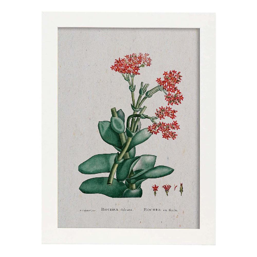 Nacnic Lámina Naturaleza Acuarela De Pierre-Joseph Redouté