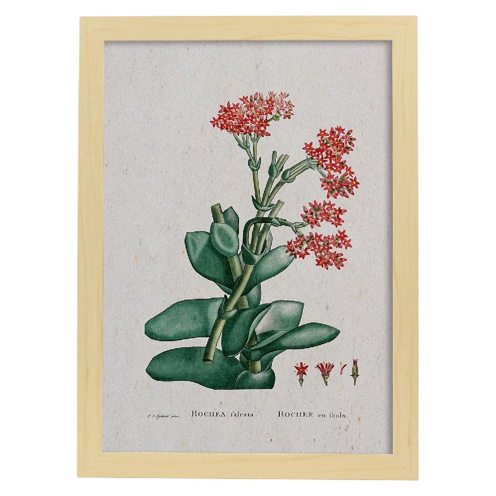 Nacnic Lámina Naturaleza Acuarela De Pierre-Joseph Redouté
