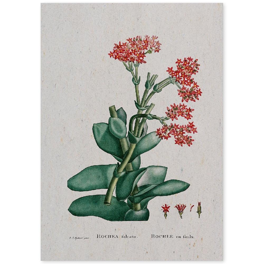 nacnic Lámina Naturaleza Acuarela de Pierre-Joseph Redouté