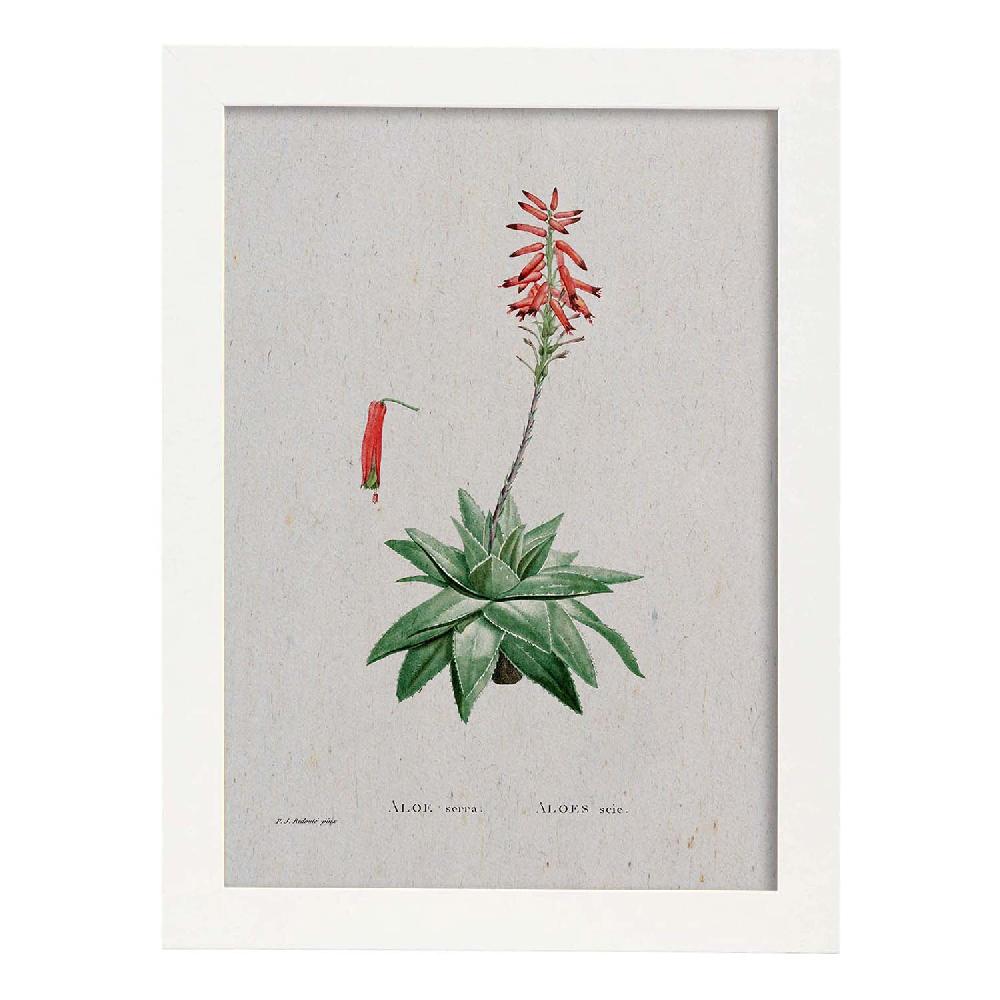 Nacnic Lámina Naturaleza Acuarela De Pierre-Joseph Redouté