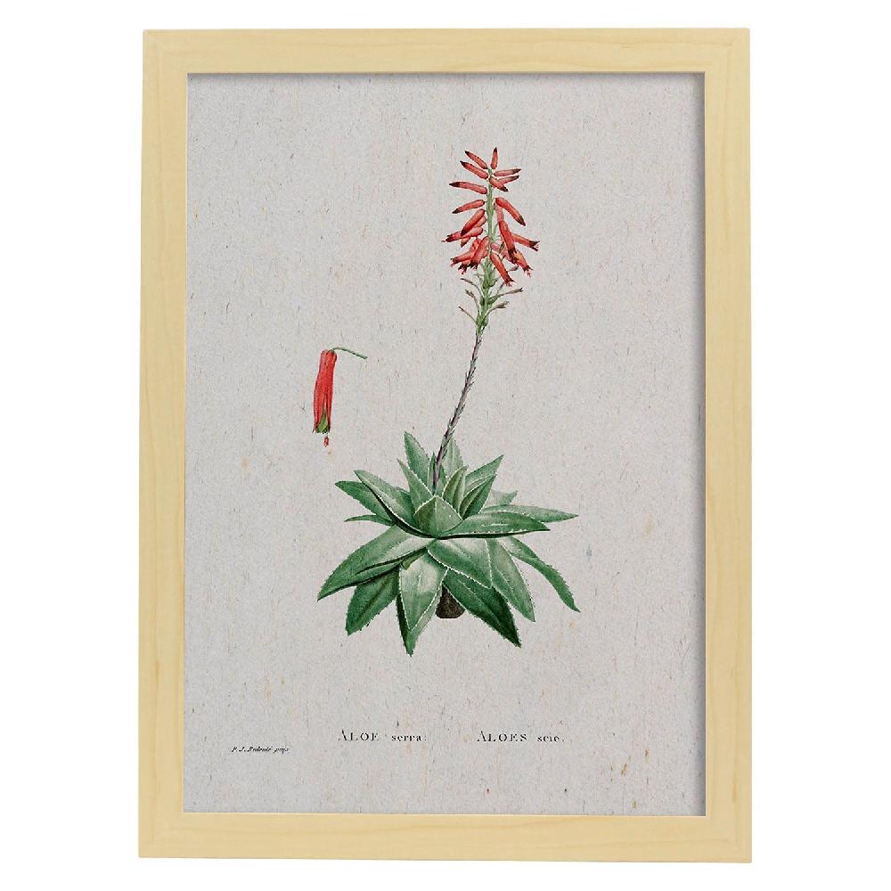 Nacnic Lámina Naturaleza Acuarela De Pierre-Joseph Redouté
