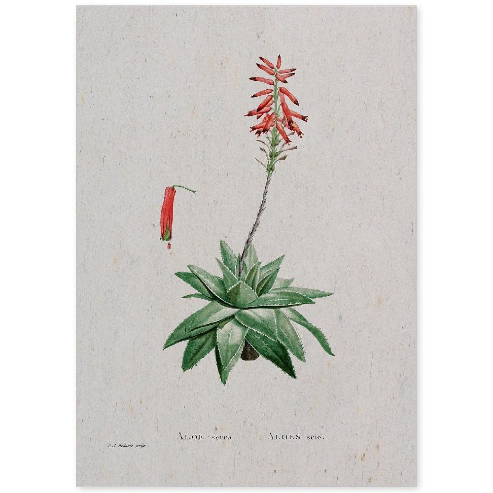 nacnic Lámina Naturaleza Acuarela de Pierre-Joseph Redouté