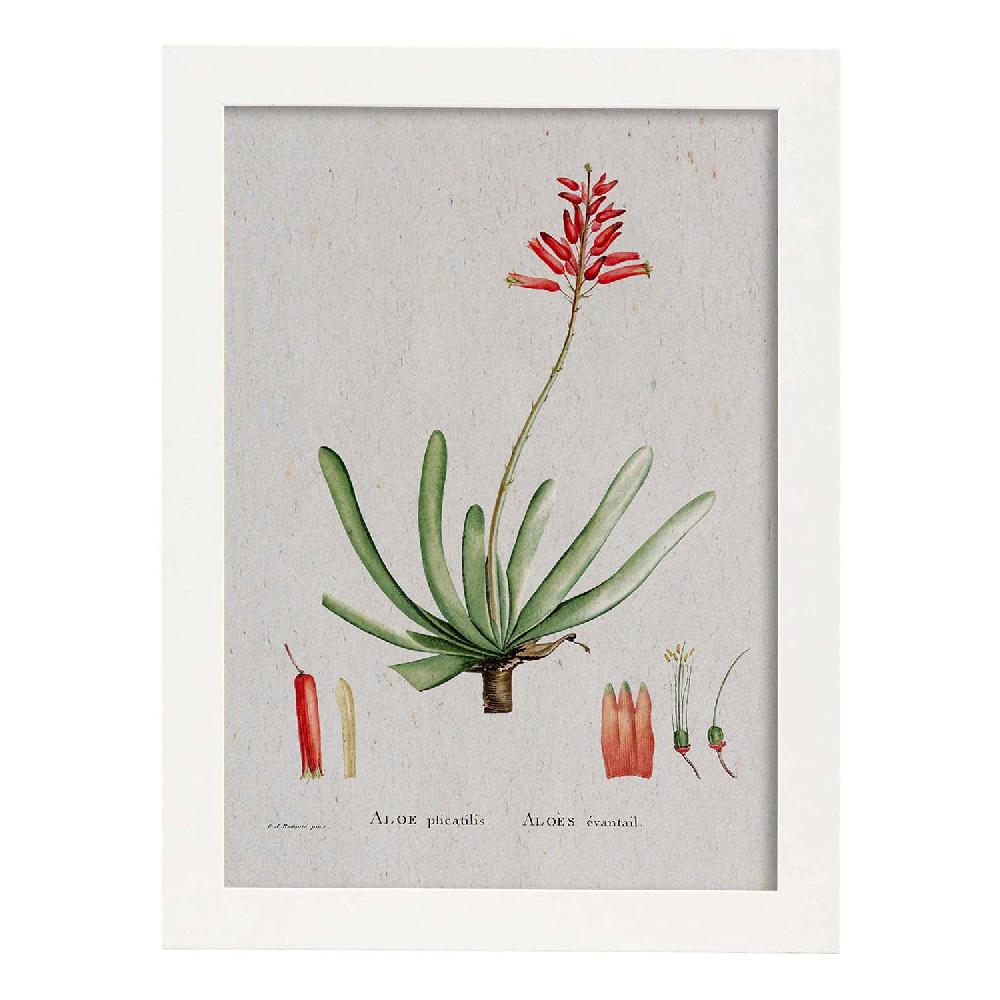 Nacnic Lámina Naturaleza Acuarela De Pierre-Joseph Redouté