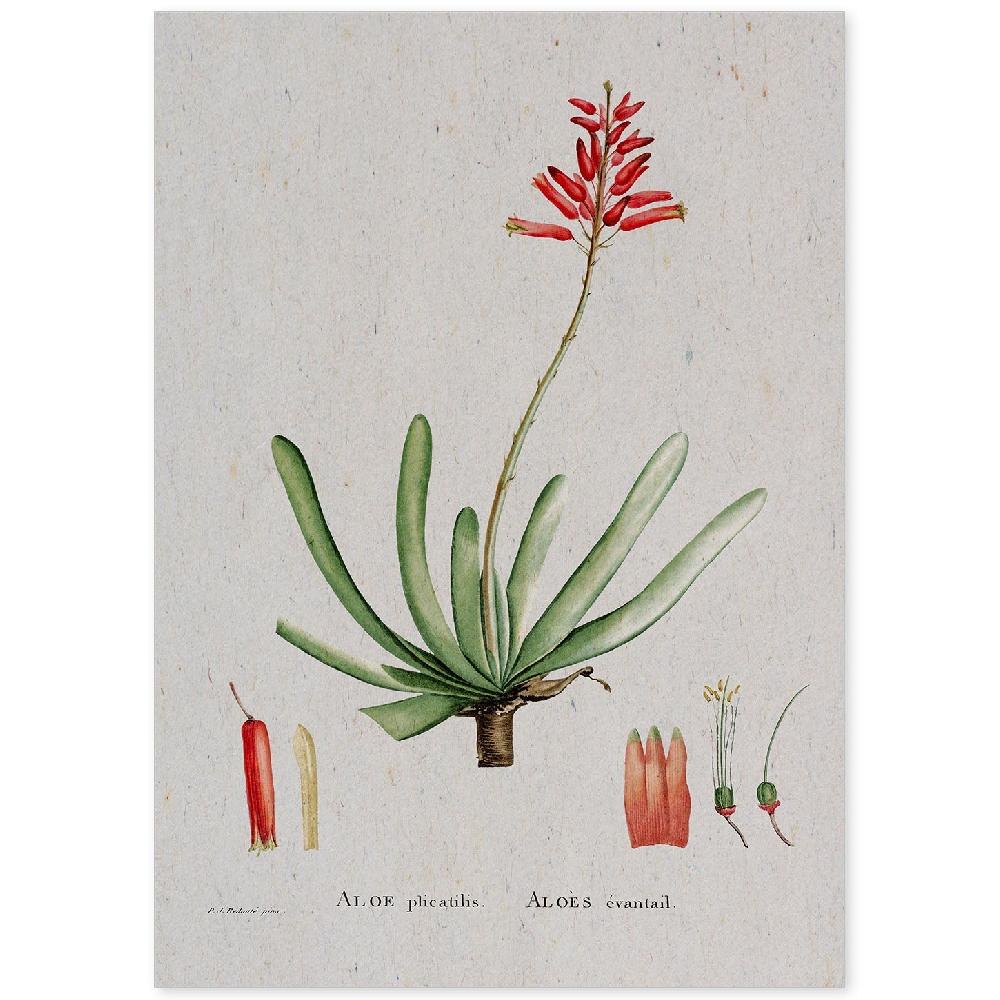 nacnic Lámina Naturaleza Acuarela de Pierre-Joseph Redouté