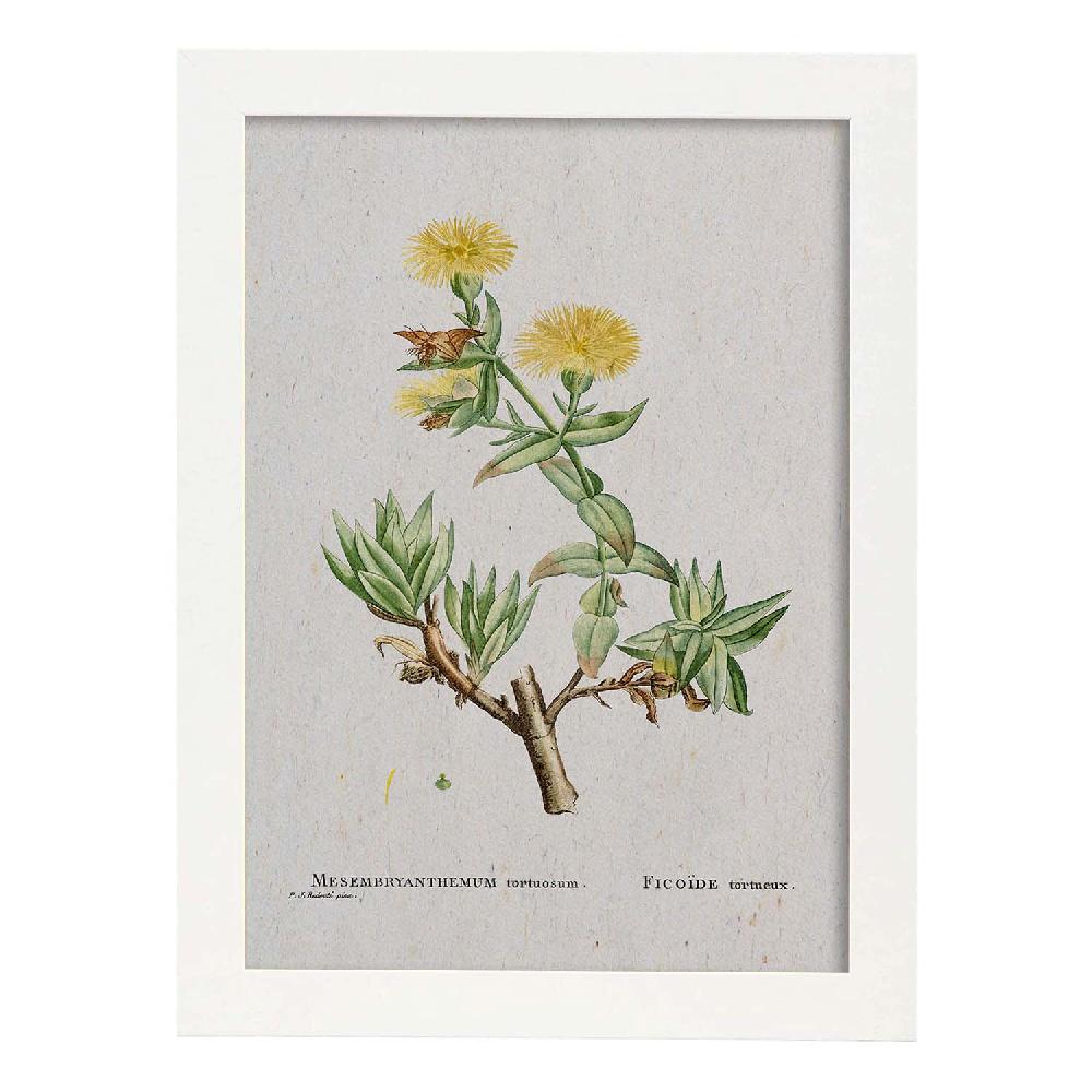 Nacnic Lámina Naturaleza Acuarela De Pierre-Joseph Redouté