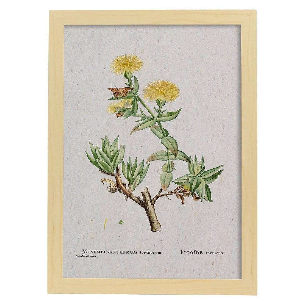 Nacnic Lámina Naturaleza Acuarela De Pierre-Joseph Redouté