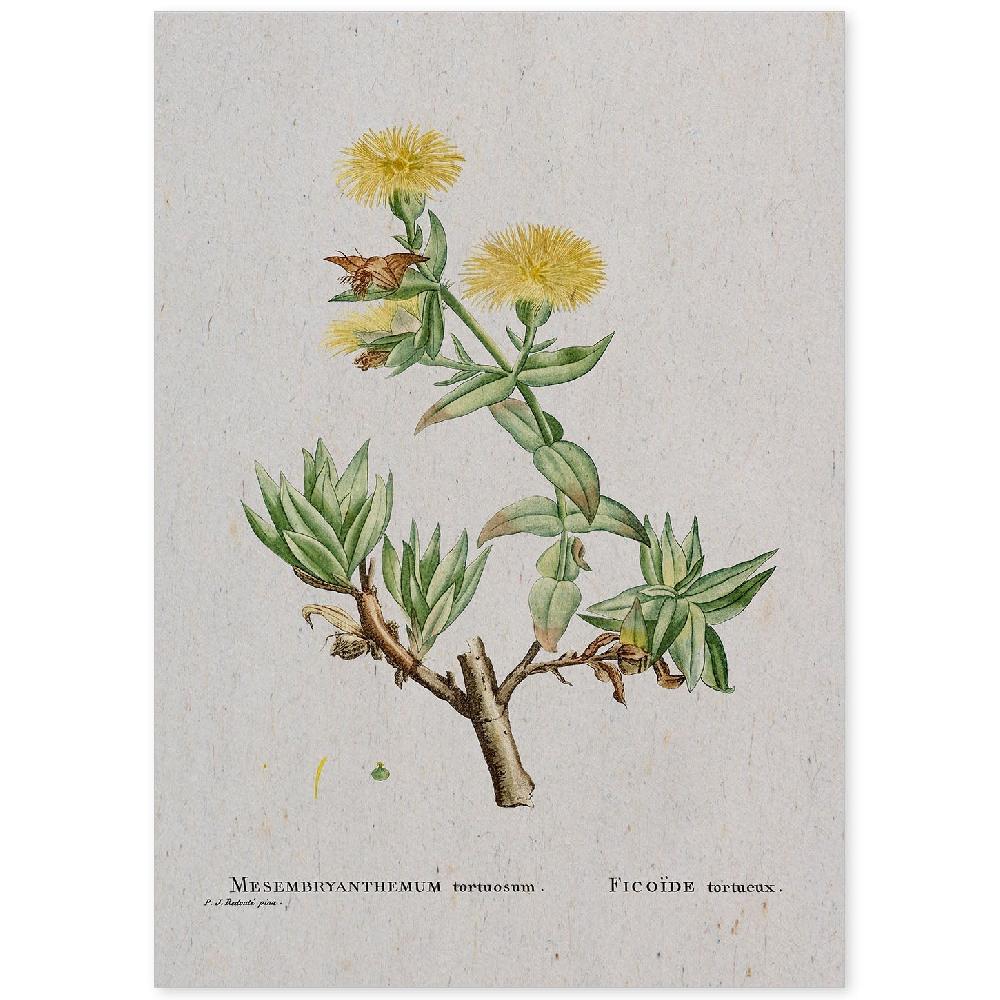 nacnic Lámina Naturaleza Acuarela de Pierre-Joseph Redouté