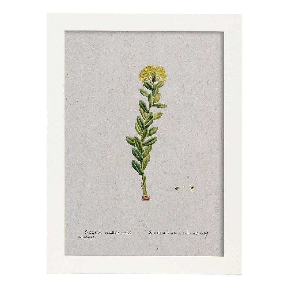 Nacnic Lámina Naturaleza Acuarela De Pierre-Joseph Redouté