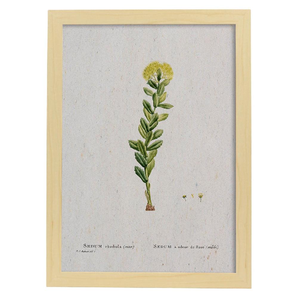 Nacnic Lámina Naturaleza Acuarela De Pierre-Joseph Redouté