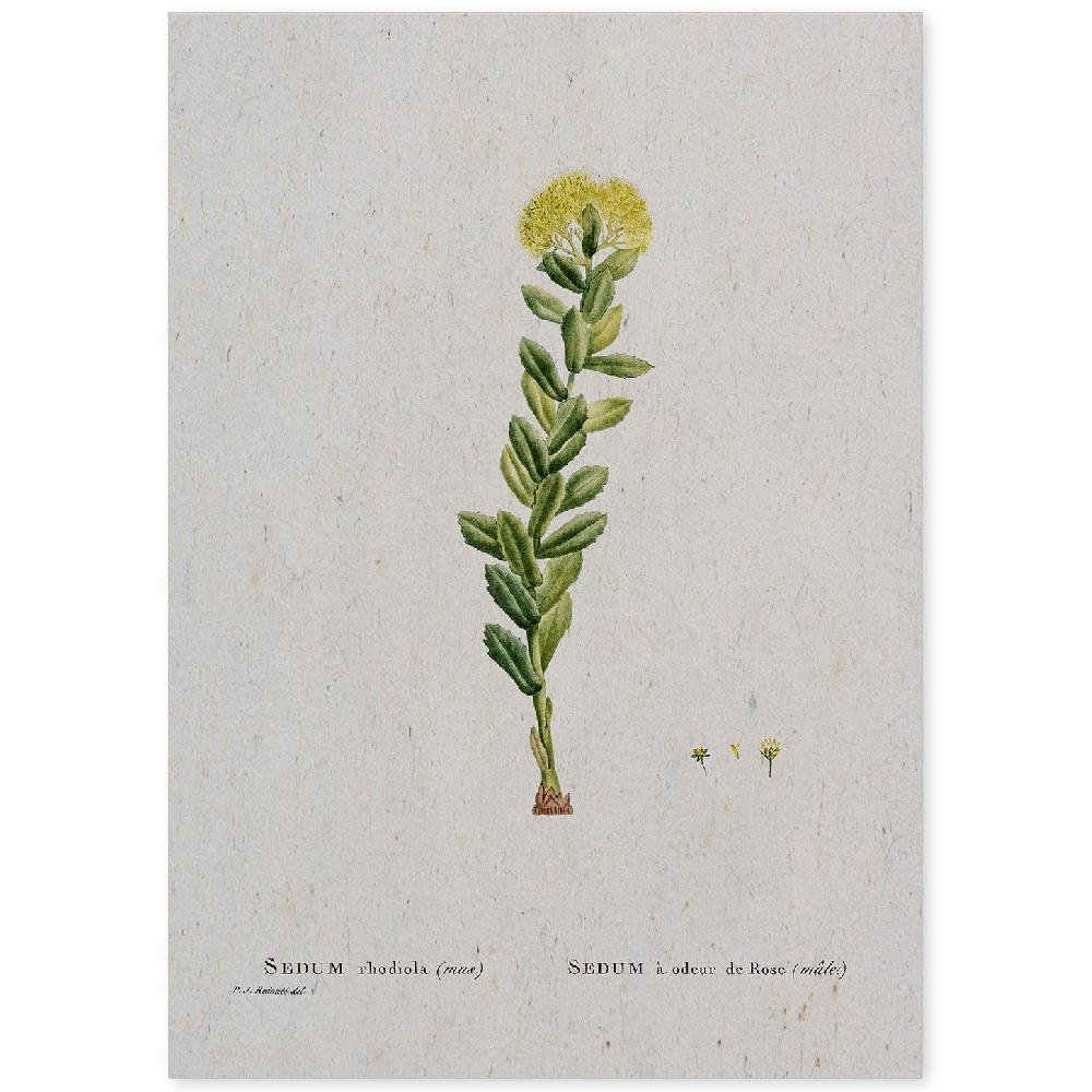 nacnic Lámina Naturaleza Acuarela de Pierre-Joseph Redouté