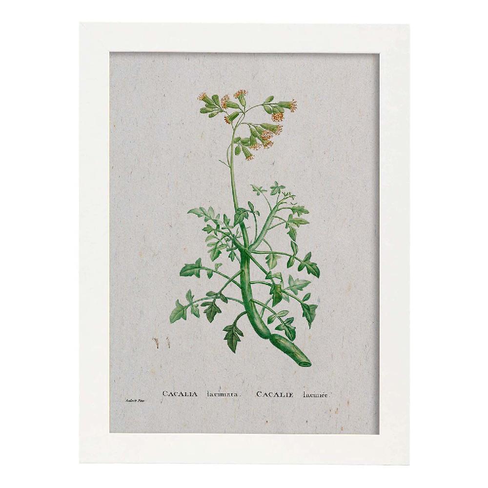 Nacnic Lámina Naturaleza Acuarela De Pierre-Joseph Redouté