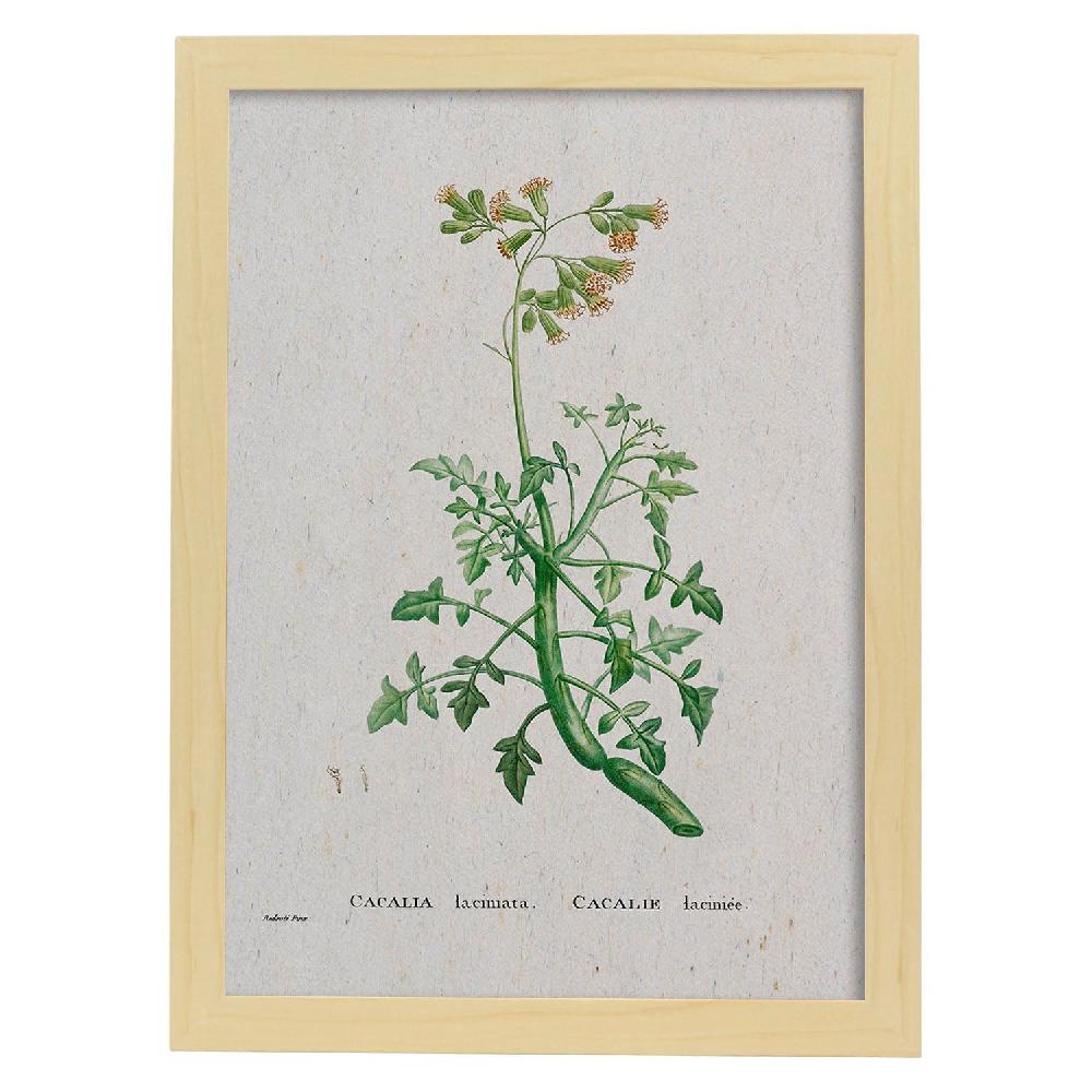Nacnic Lámina Naturaleza Acuarela De Pierre-Joseph Redouté
