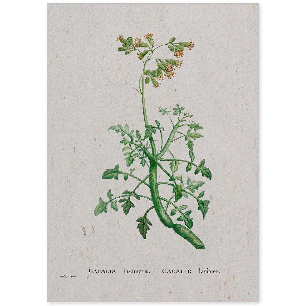 nacnic Lámina Naturaleza Acuarela de Pierre-Joseph Redouté