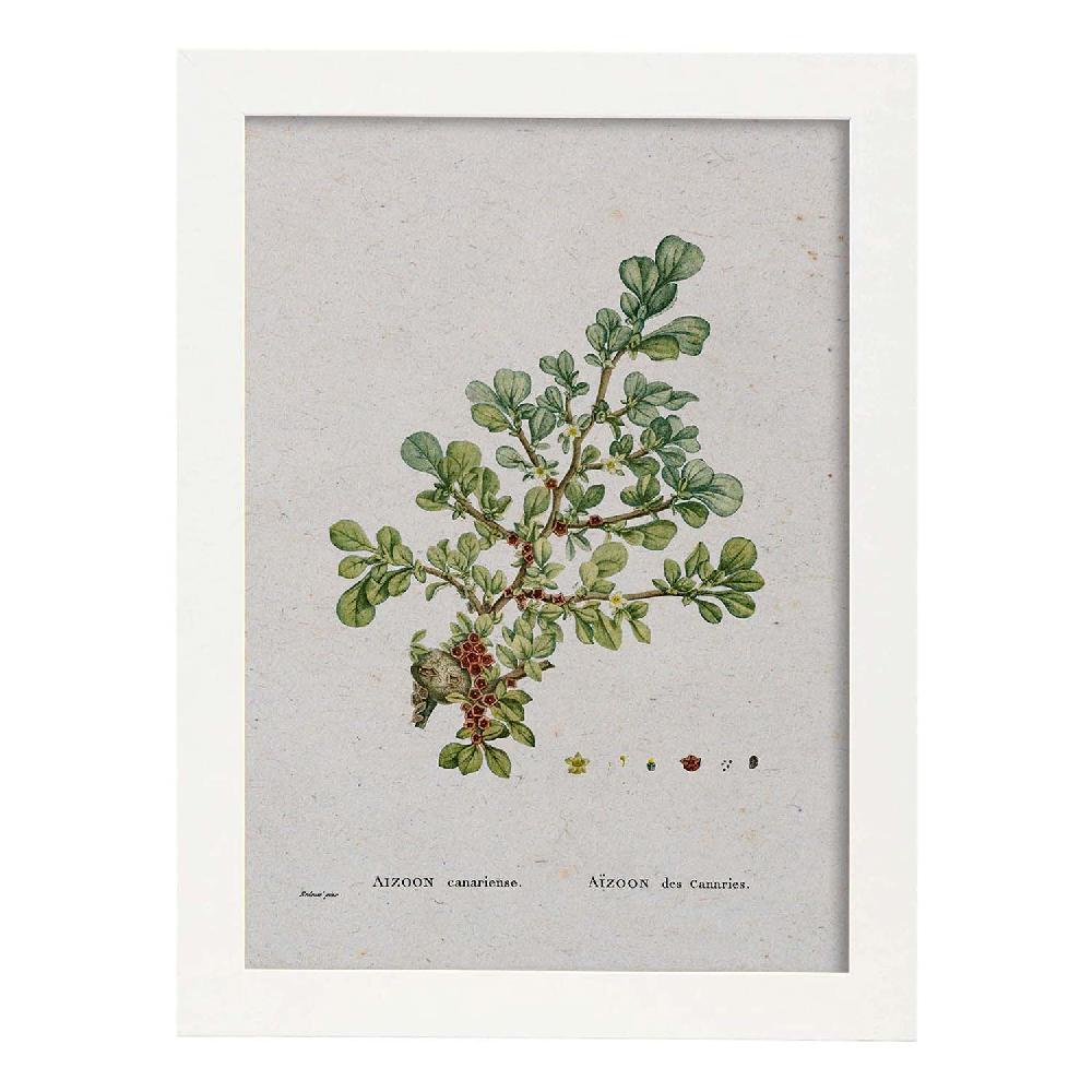 Nacnic Lámina Naturaleza Acuarela De Pierre-Joseph Redouté