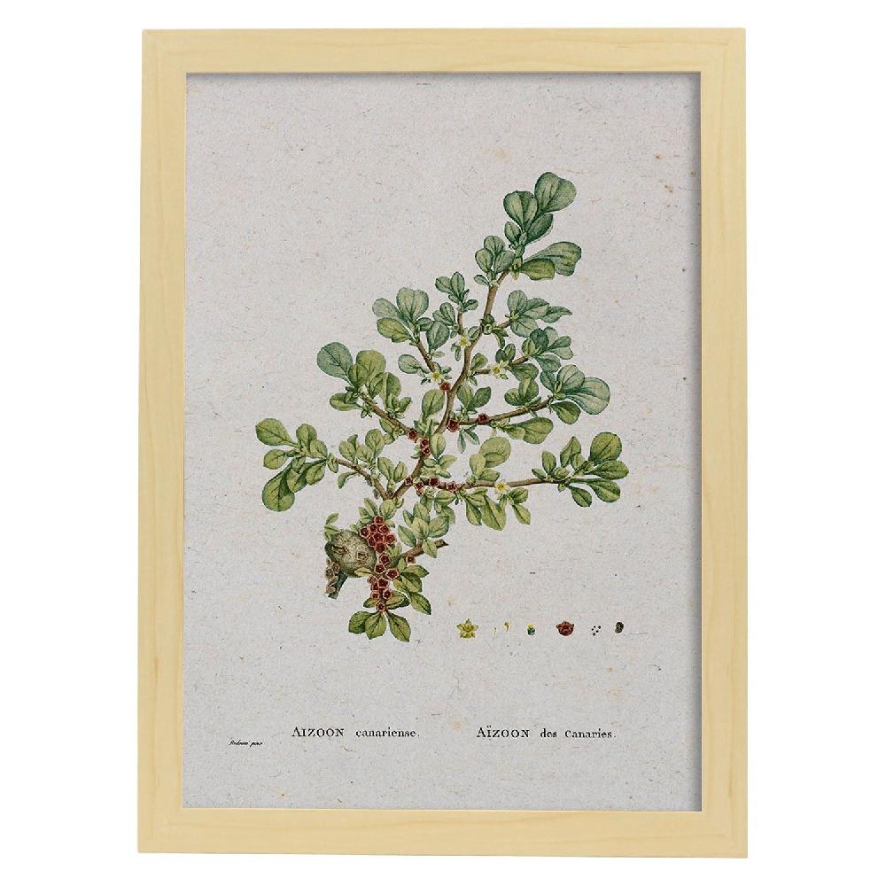 Nacnic Lámina Naturaleza Acuarela De Pierre-Joseph Redouté