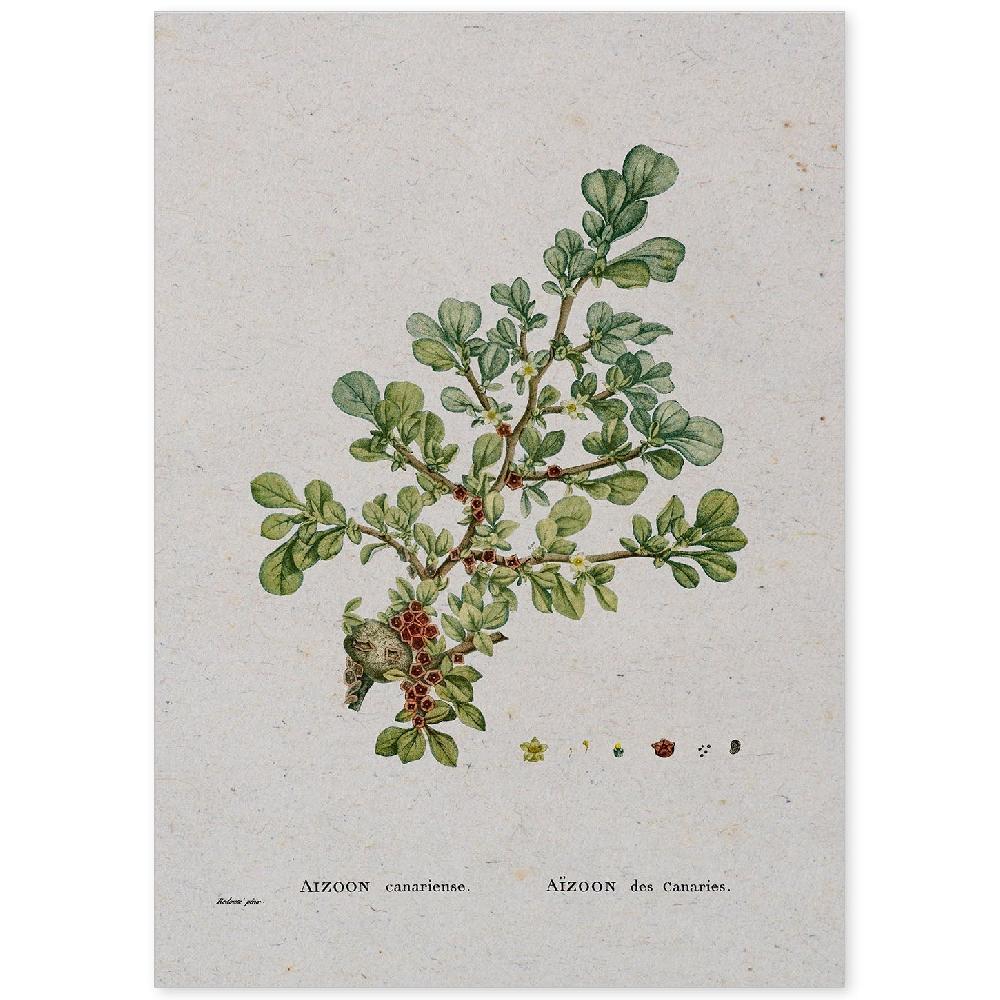 nacnic Lámina Naturaleza Acuarela de Pierre-Joseph Redouté