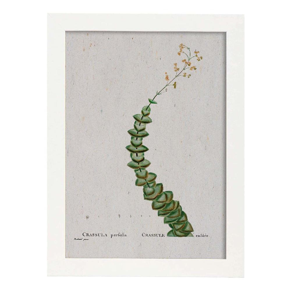 Nacnic Lámina Naturaleza Acuarela De Pierre-Joseph Redouté