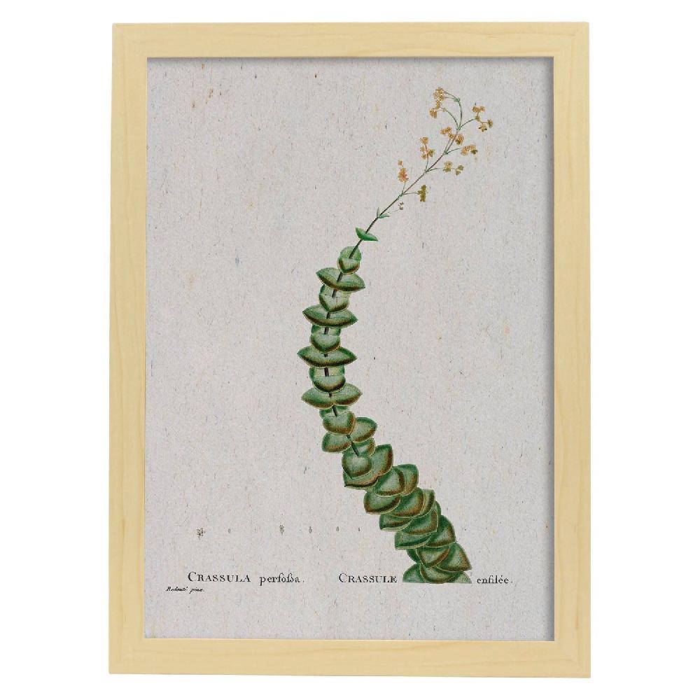 Nacnic Lámina Naturaleza Acuarela De Pierre-Joseph Redouté