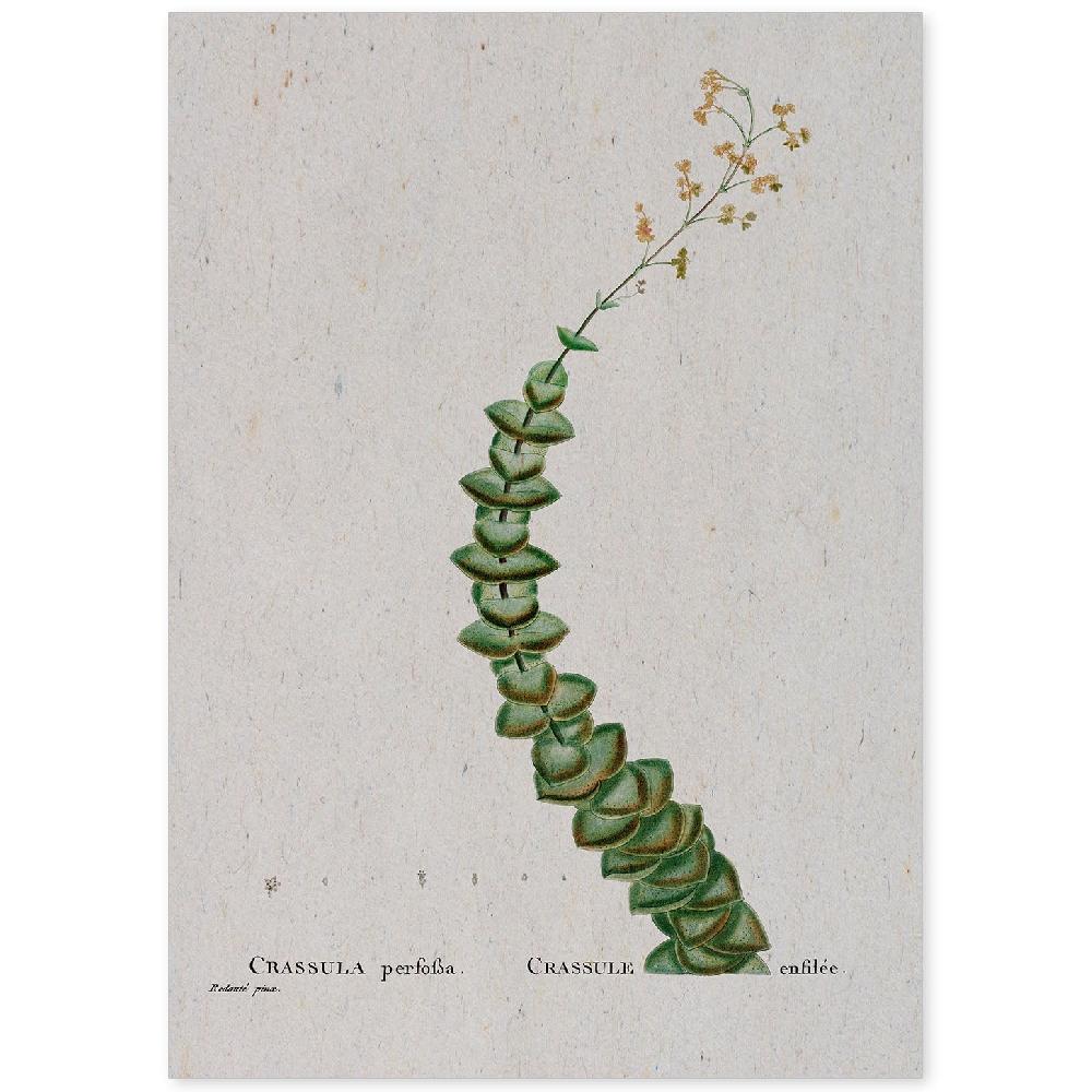 nacnic Lámina Naturaleza Acuarela de Pierre-Joseph Redouté