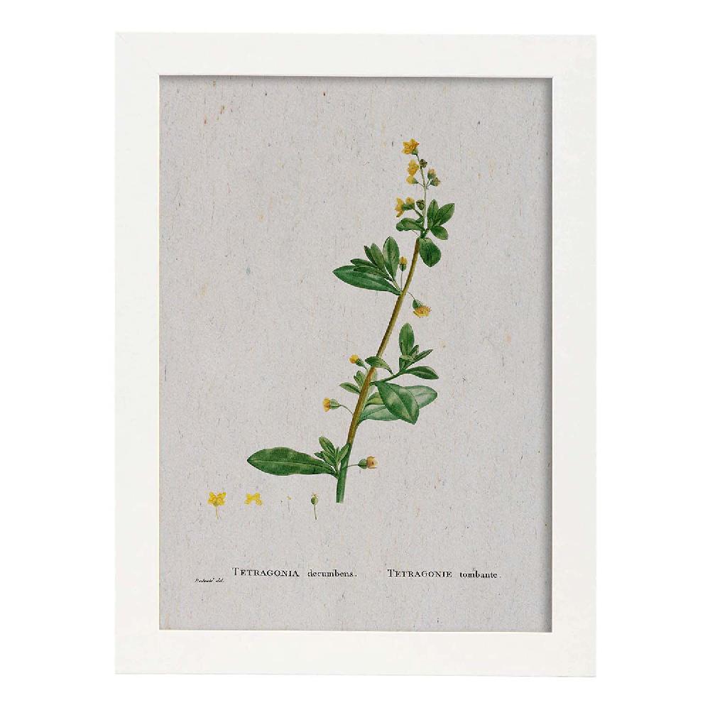 Nacnic Lámina Naturaleza Acuarela De Pierre-Joseph Redouté