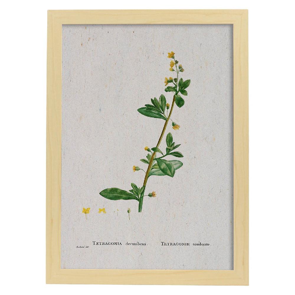 Nacnic Lámina Naturaleza Acuarela De Pierre-Joseph Redouté