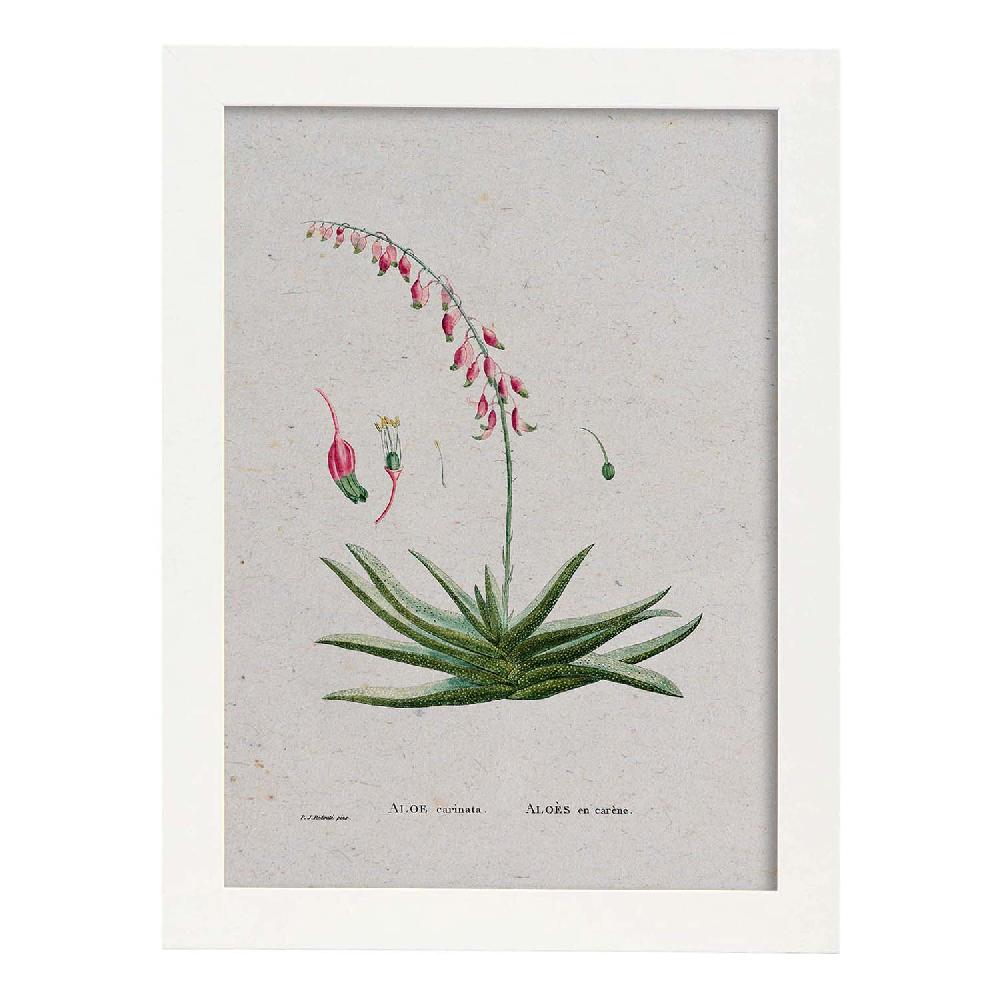 Nacnic Lámina Naturaleza Acuarela De Pierre-Joseph Redouté