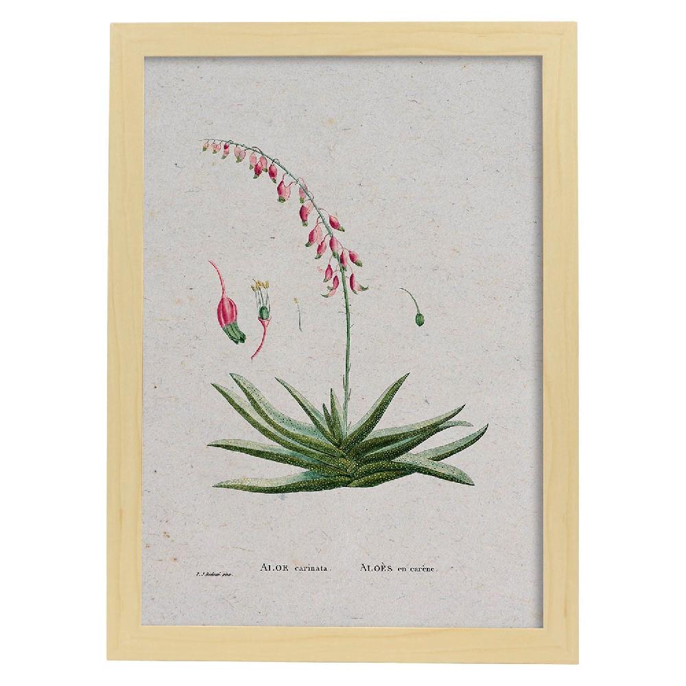 Nacnic Lámina Naturaleza Acuarela De Pierre-Joseph Redouté