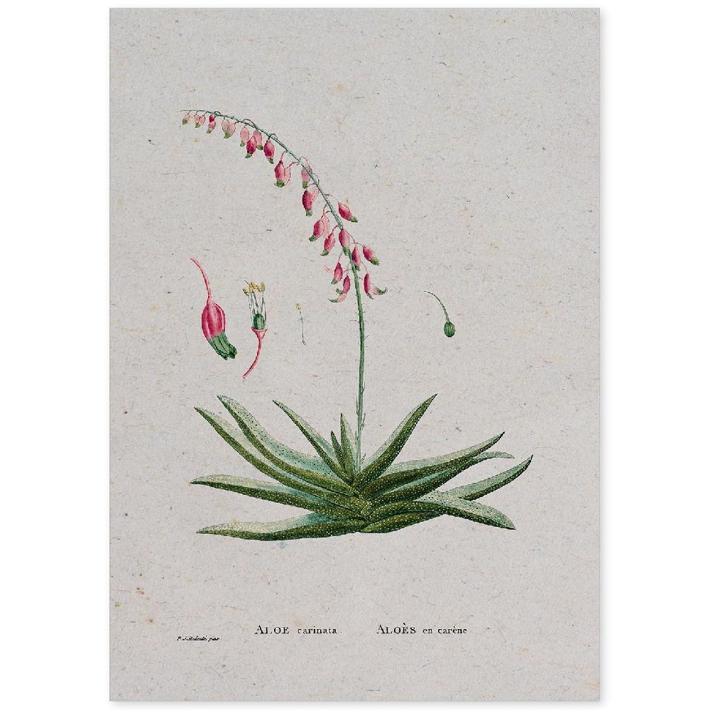 nacnic Lámina Naturaleza Acuarela de Pierre-Joseph Redouté