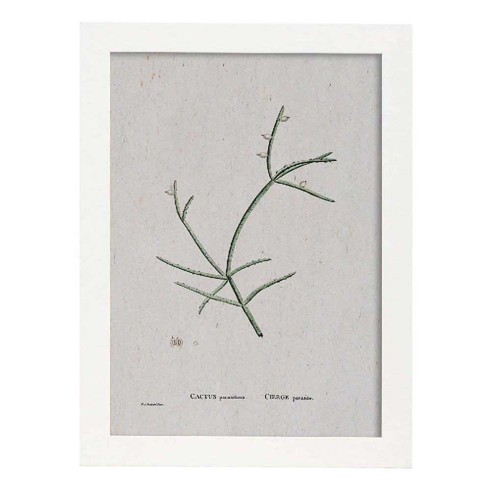 Nacnic Lámina Naturaleza Acuarela De Pierre-Joseph Redouté