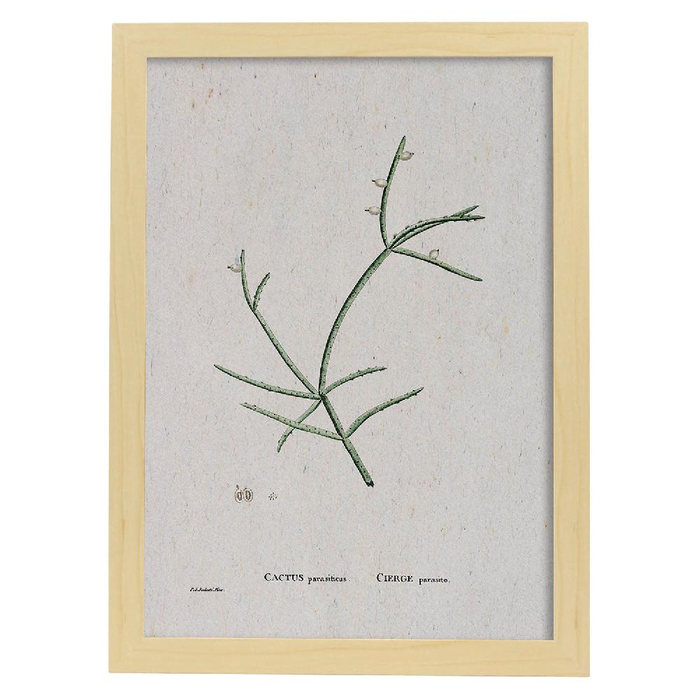 Nacnic Lámina Naturaleza Acuarela De Pierre-Joseph Redouté