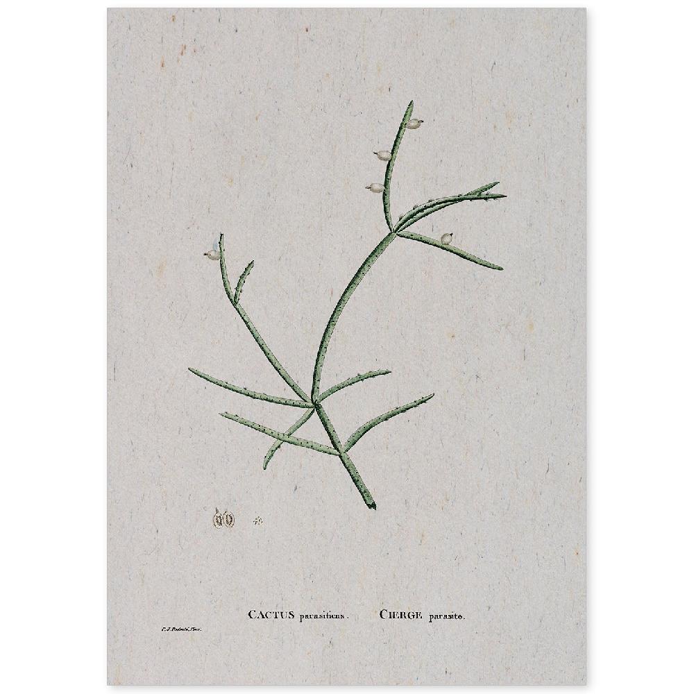 nacnic Lámina Naturaleza Acuarela de Pierre-Joseph Redouté