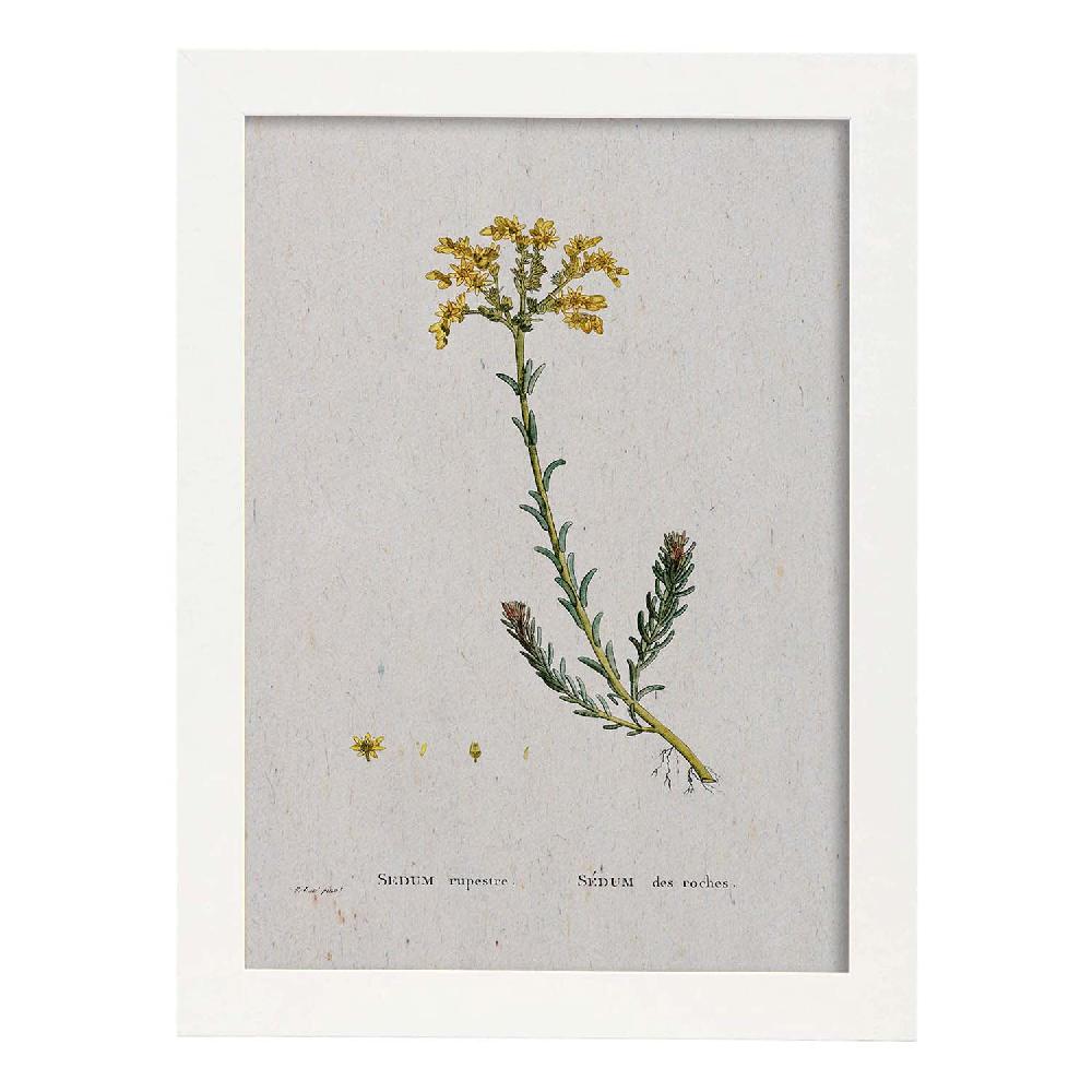 Nacnic Lámina Naturaleza Acuarela De Pierre-Joseph Redouté