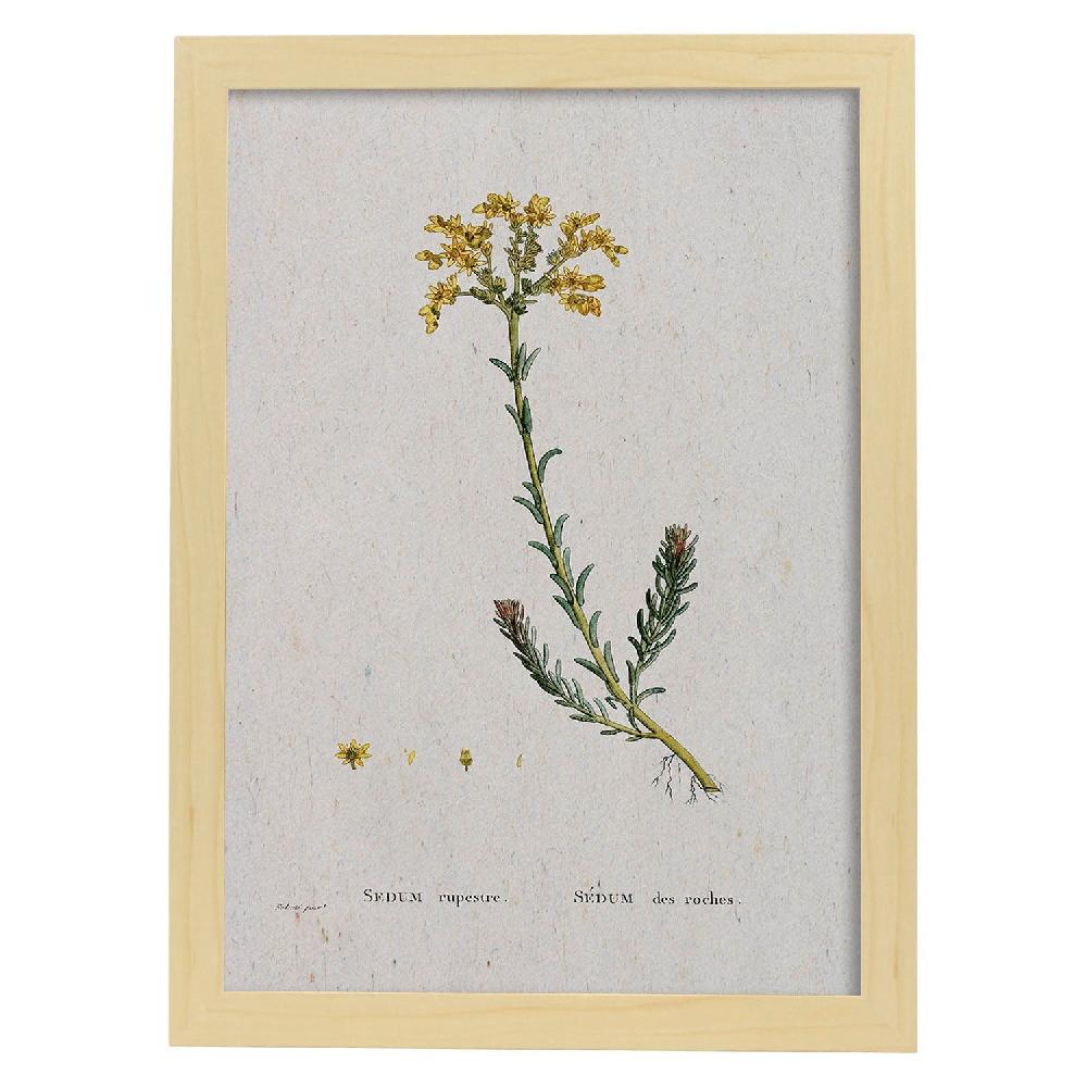 Nacnic Lámina Naturaleza Acuarela De Pierre-Joseph Redouté