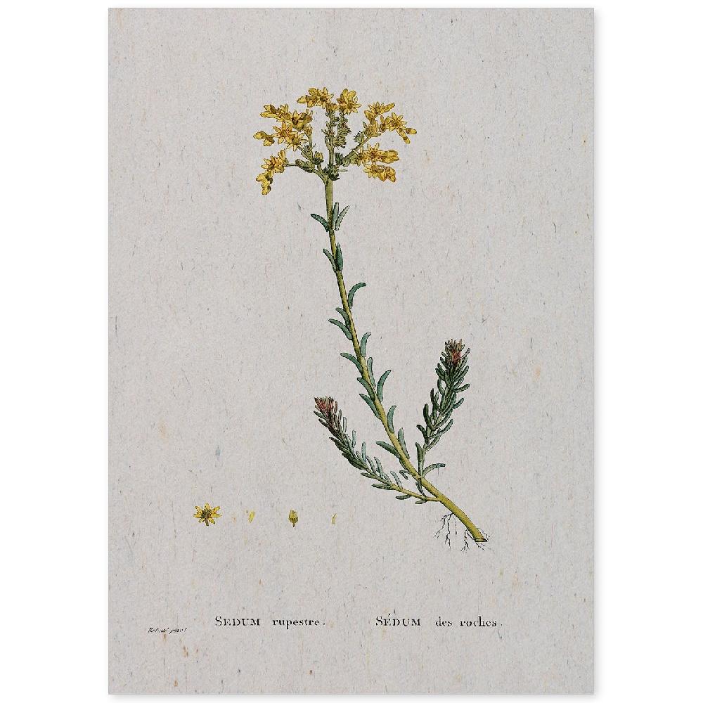 nacnic Lámina Naturaleza Acuarela de Pierre-Joseph Redouté