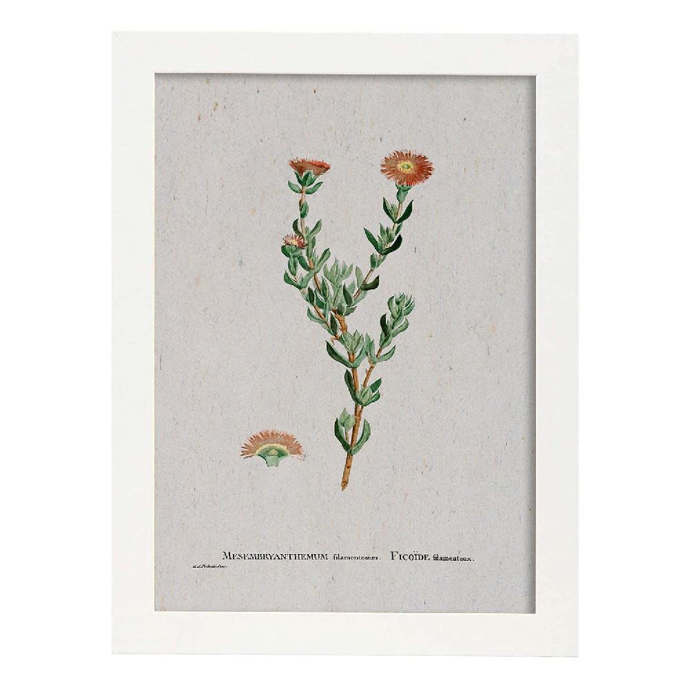 Nacnic Lámina Naturaleza Acuarela De Pierre-Joseph Redouté